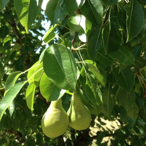 Pear tree