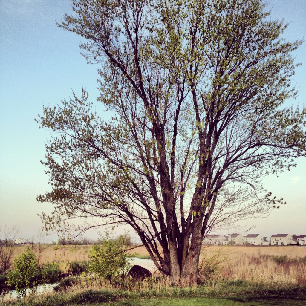 An old tree - too old for the subdivision planner to have planted it.