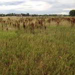 Little Suburb on the Prairie