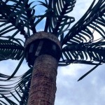 Palm Trees of Bolingbrook