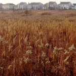 Bolingbrook vistas, late fall